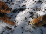 IMG_5019.JPG