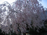 sidareyanagi.jpg